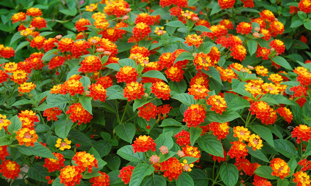 Annuals and Perennials - Landscapers Wholesale Market